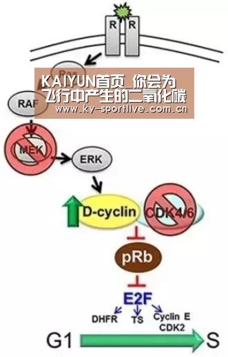 开云比分